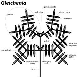 
  Terminology of Gleicheniaceae frond architecture: Gleichenia.
 Image: L.R. Perrie © Te Papa 2014 CC BY-NC 3.0 NZ